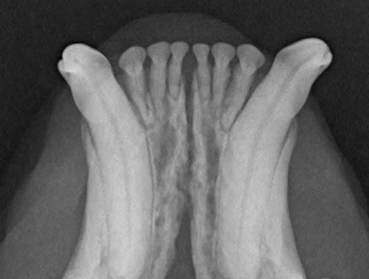 Digital Dental Radiology